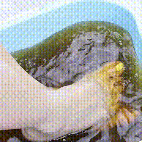 1.gif
